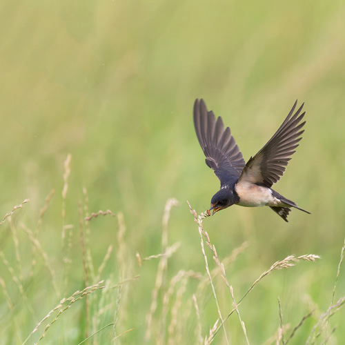 Hirondelle qui attrape un insecte au vol..