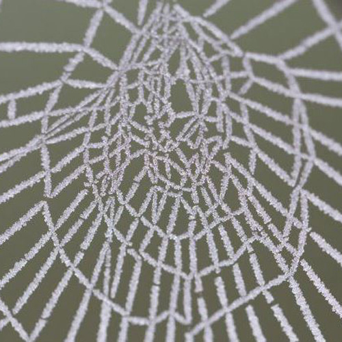 image d'une toile d'araignée couverte de gel..
