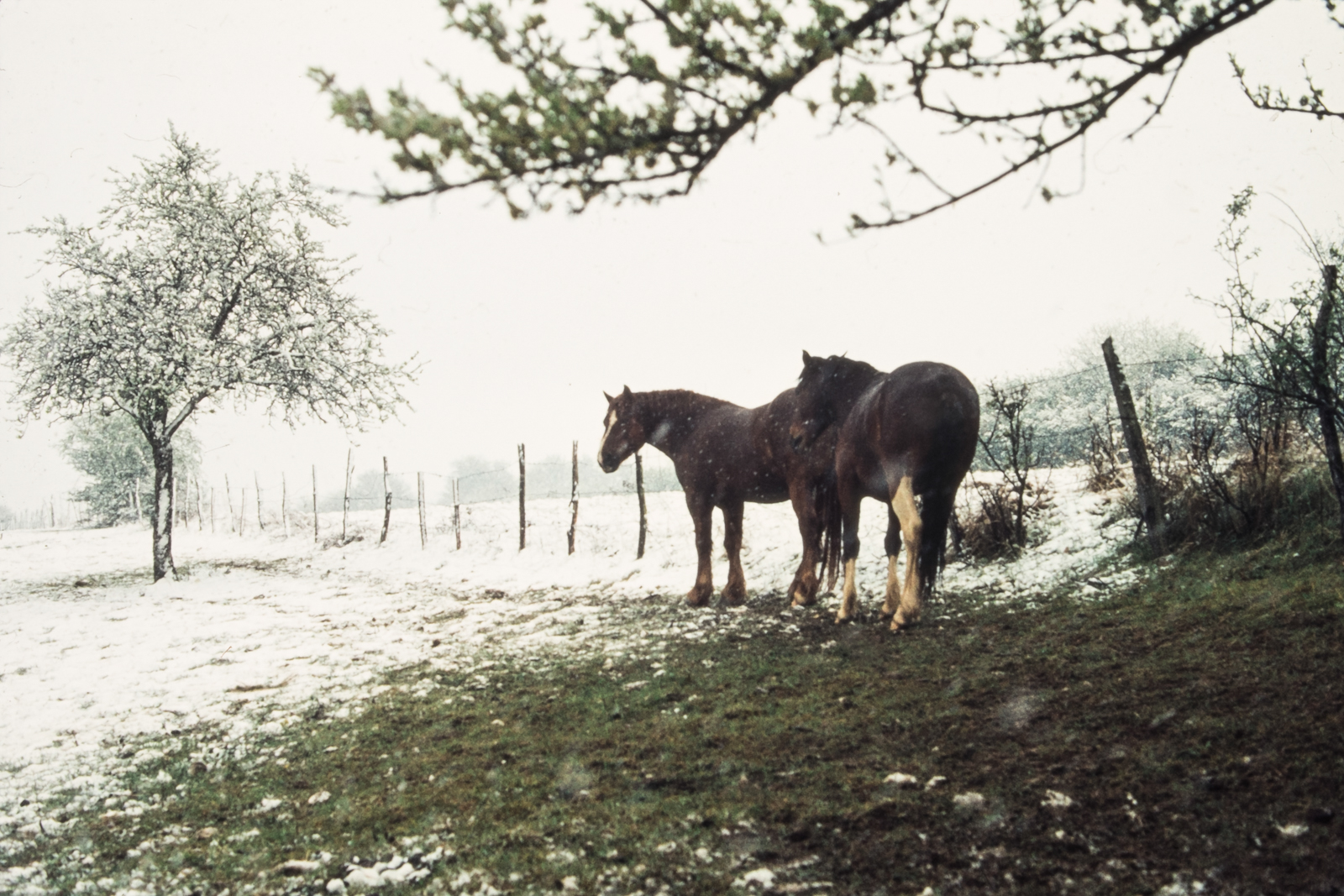 11 JH_froid