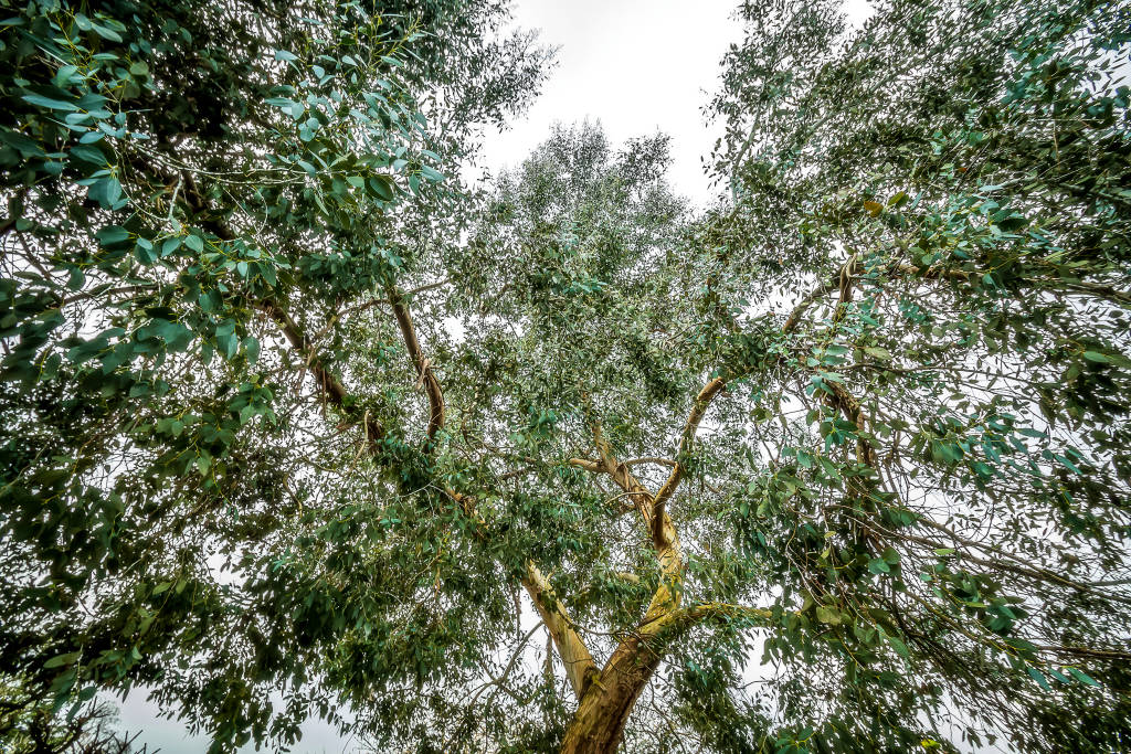 18 James Felix FLX.FLX 001