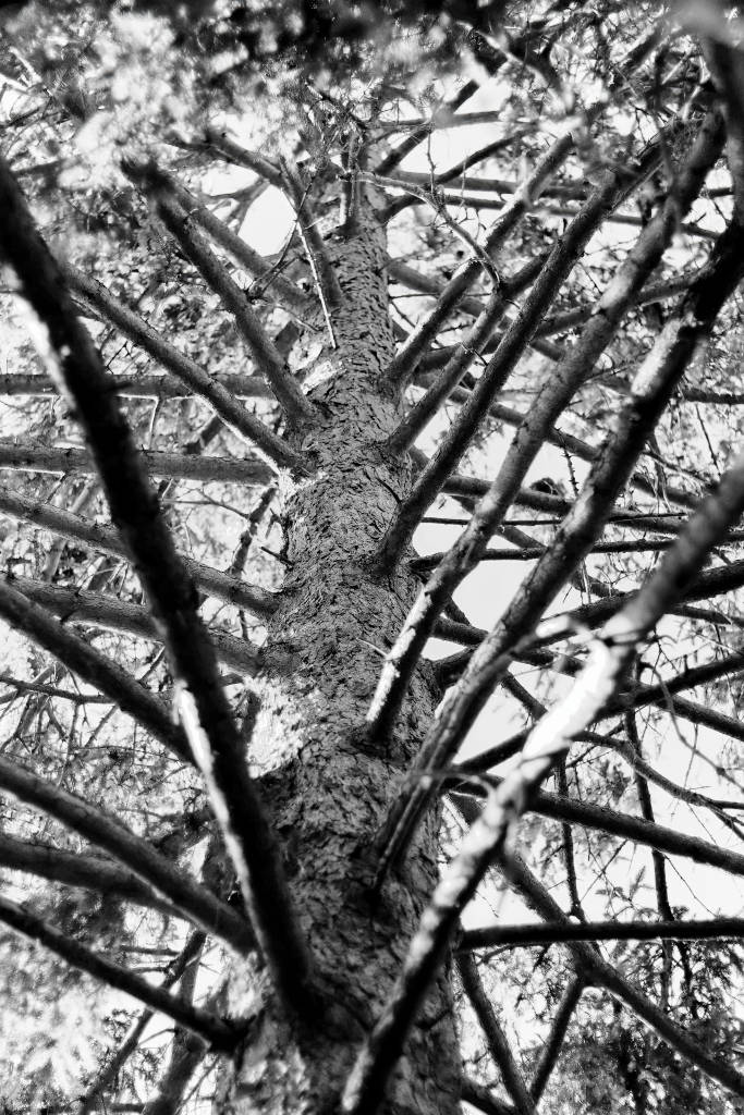 21 Thierry Cambe TC.1CCC