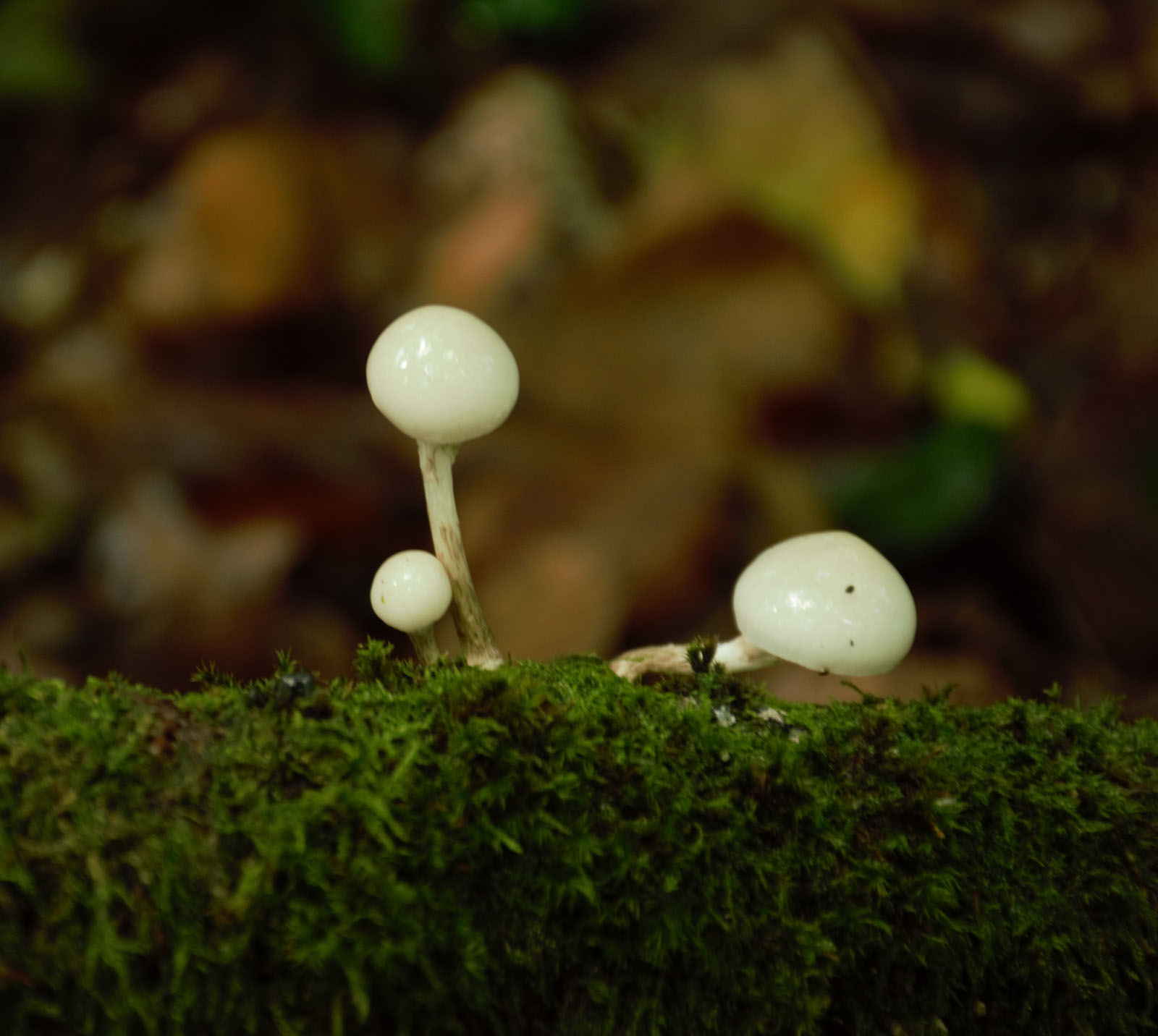 09 PGchampignon