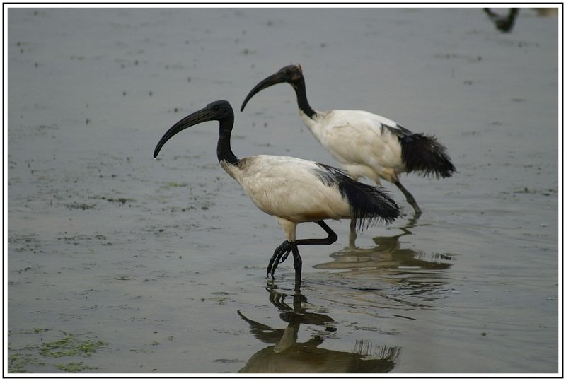 MR Ibis.JPEG