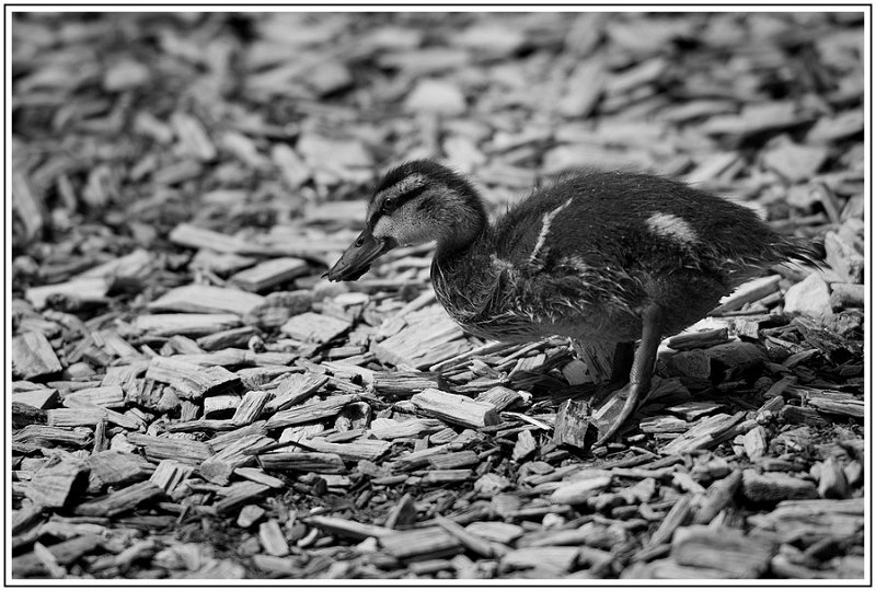 MW CCC Noir Et Blanc Redimensionner