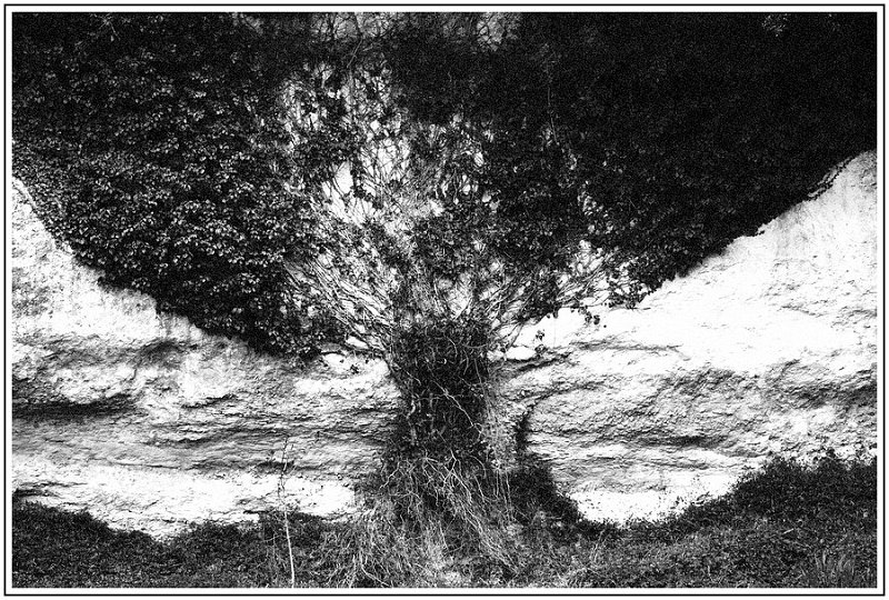 TP ArbreEnNoiEtBlanc Redimensionner