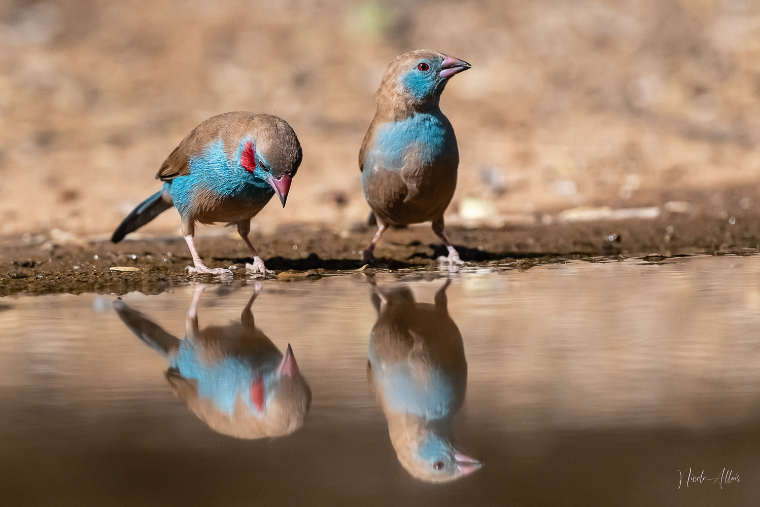 30012023 NA Reflet Couple Cordonbleu À Joues Rouges