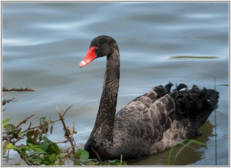 DSC5806 BorderMaker  DSC5806 BorderMaker