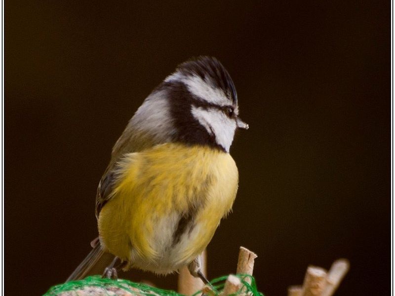 07022013  DSC5682 BorderMaker 07022013  DSC5682 BorderMaker