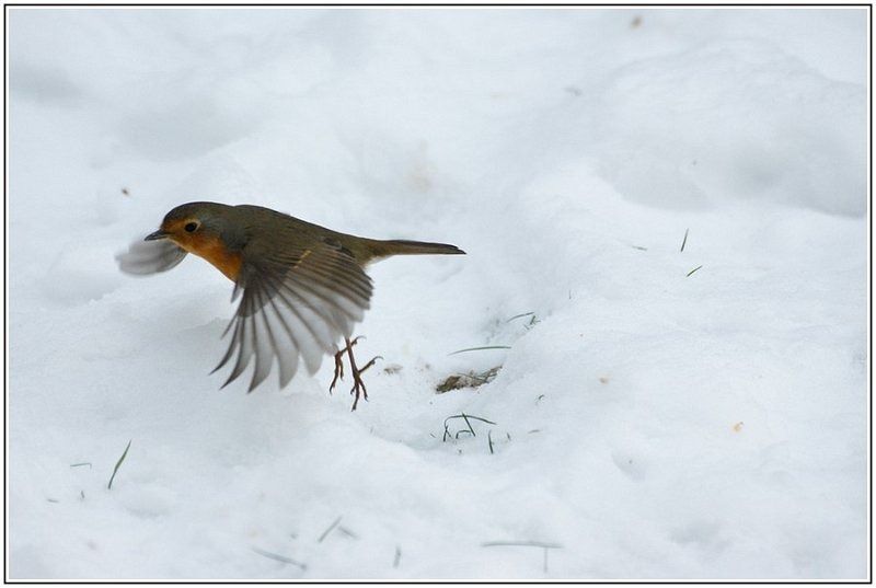 09022012 rouge gorge 2012 24 BorderMaker 09022012 rouge gorge 2012 24 BorderMaker