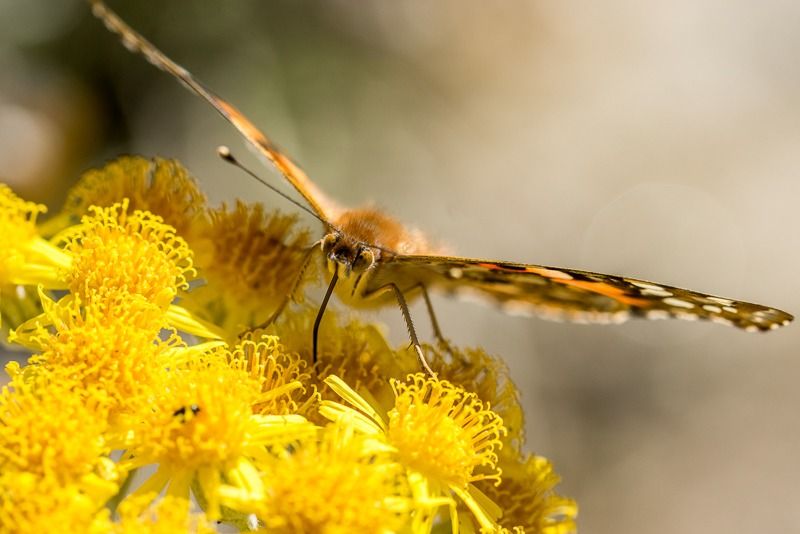 AMP DSC05769 2 AMP DSC05769 2