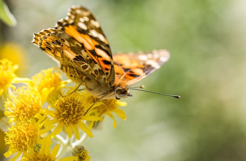 AMP DSC05804 2 AMP DSC05804 2