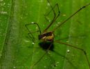 Cynorta marginalis
