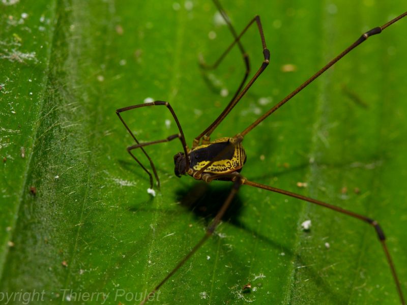 Cynorta marginalis Cynorta marginalis