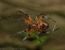 Eriophora fuliginea