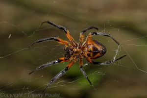 Eriophora fuliginea