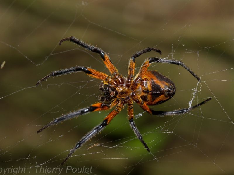 Eriophora fuliginea Eriophora fuliginea