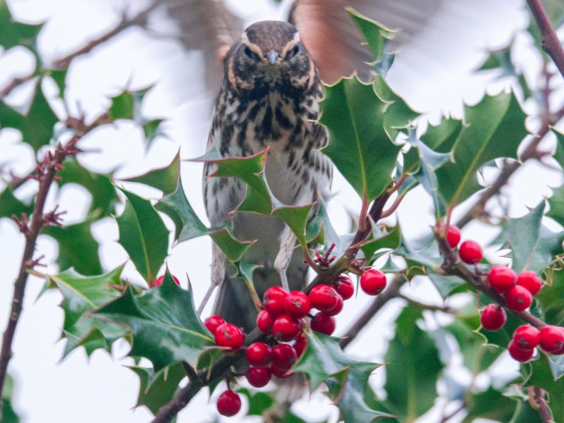 Grive mauvis en vol.. Grive mauvis en vol..