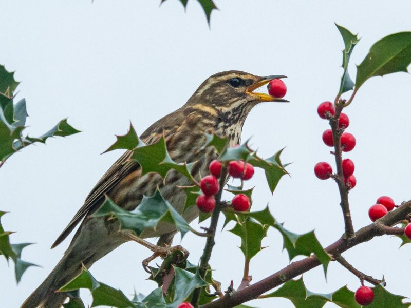 Grive mauvis qui mange une baie de houx.. Grive mauvis qui mange une baie de houx..