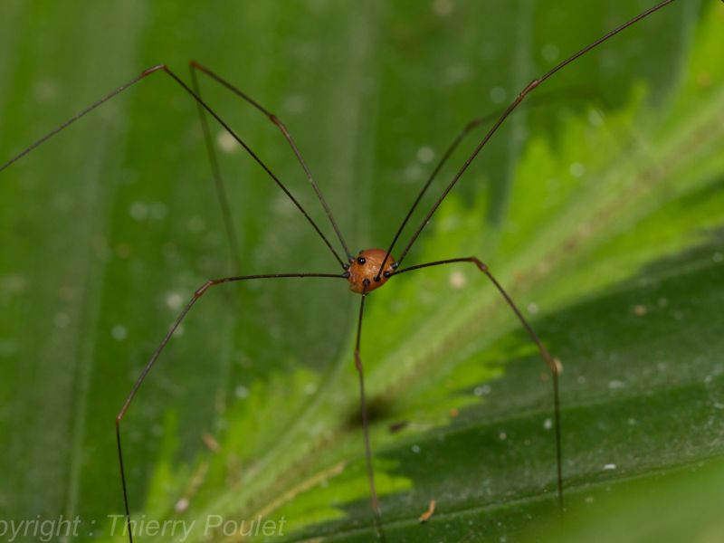 Leiobunum aldrichi Leiobunum aldrichi