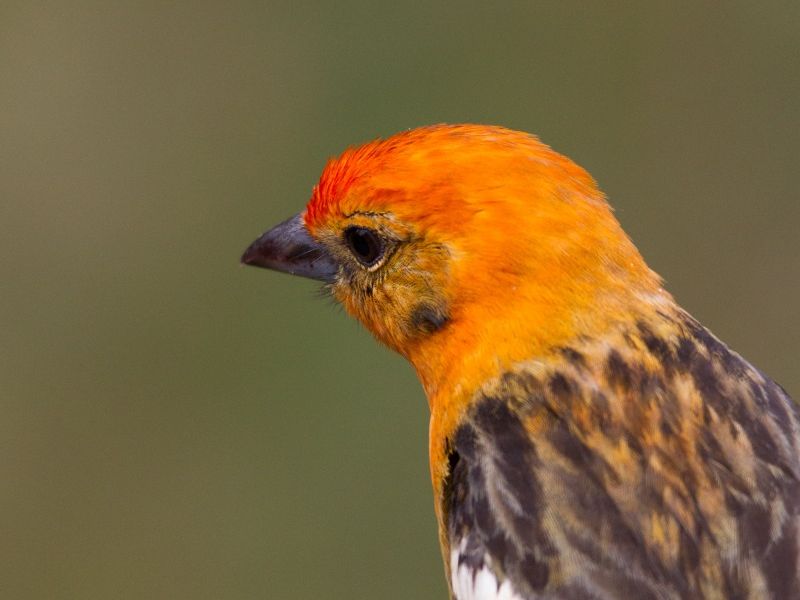 Piranga, oiseau orange front rouge et ailes marron. Piranga, oiseau orange front rouge et ailes marron.