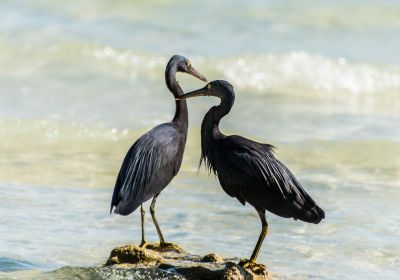 Oiseaux des Iles