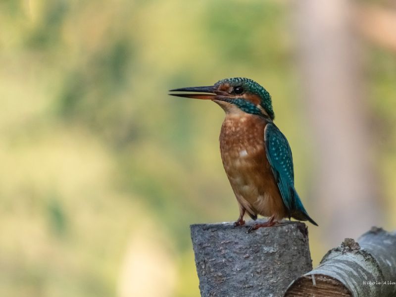 NA DSC 3957 fs  NA DSC 3957 fs