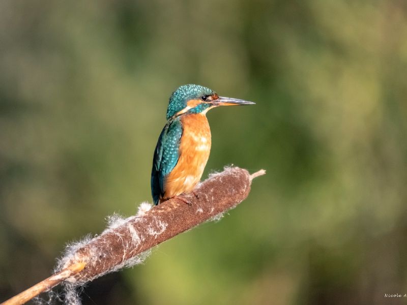 NA DSC 4007 fs  NA DSC 4007 fs