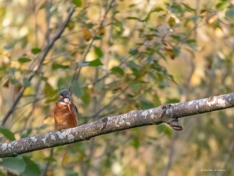 NA DSC 4038 fs  NA DSC 4038 fs