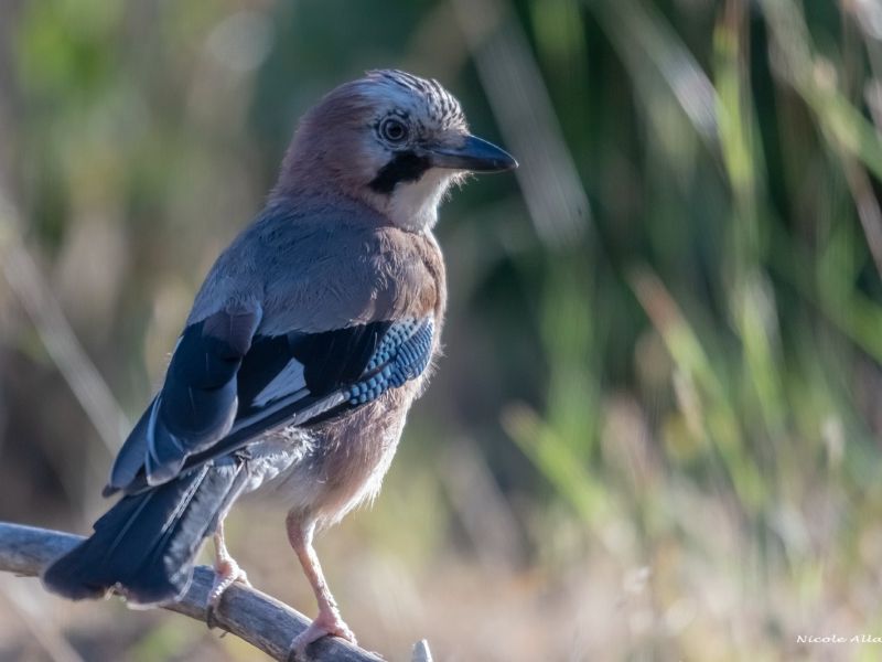 NA.  DSC1411 f NA.  DSC1411 f