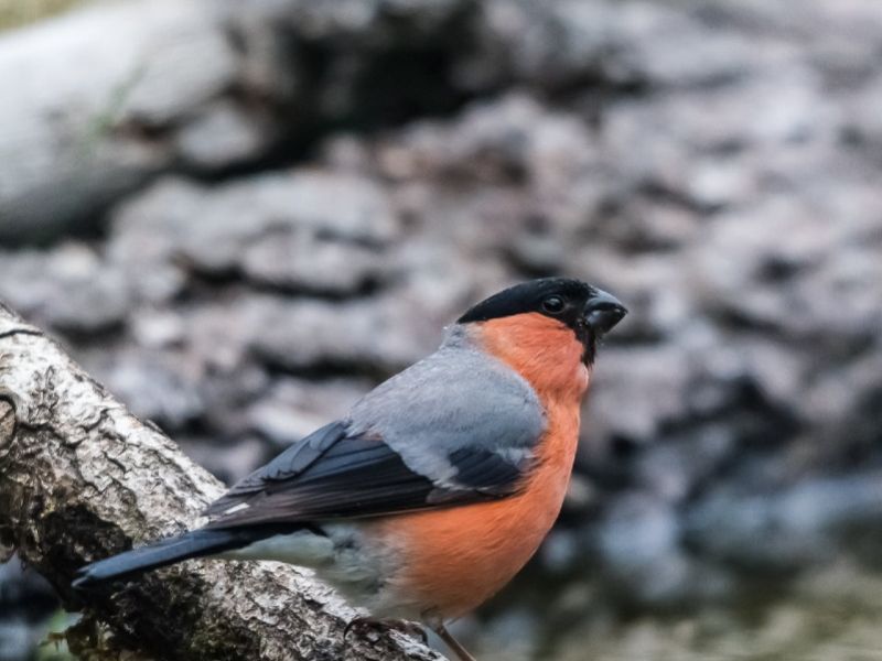 NA. 106311393 10217214457941225 743156900683743153 n NA. 106311393 10217214457941225 743156900683743153 n