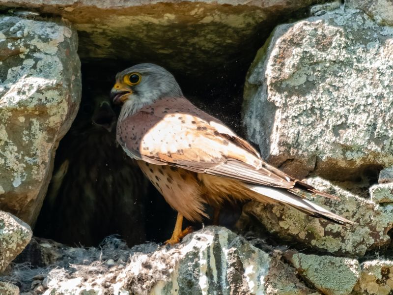 NA. 19062017 DSC 8325 NEF D NA. 19062017 DSC 8325 NEF D