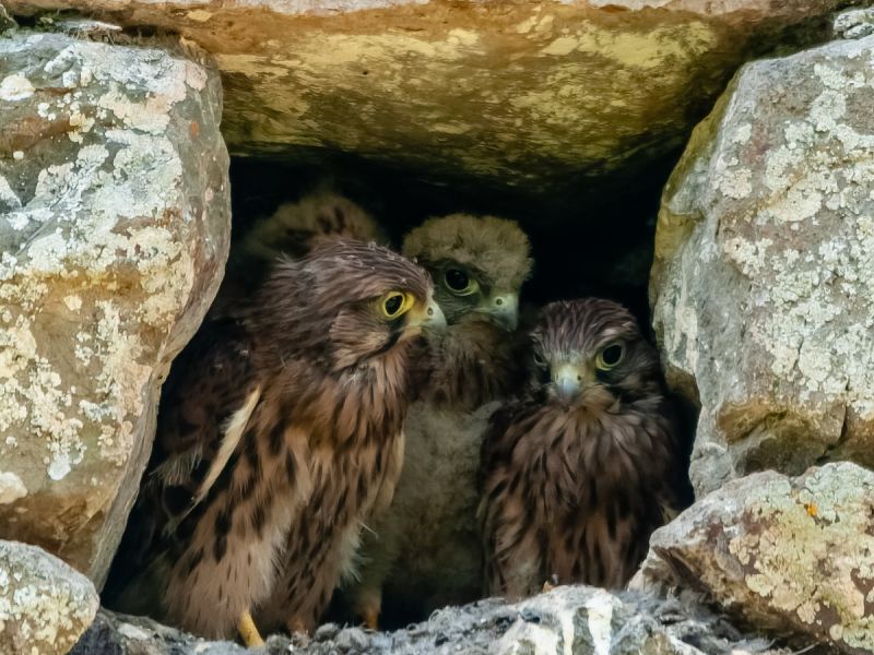 NA. 19062017 DSC 8365 NEF D NA. 19062017 DSC 8365 NEF D