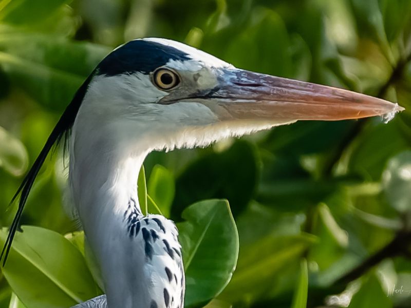 NA. 24012023 DSC 7205 NEF D NA. 24012023 DSC 7205 NEF D