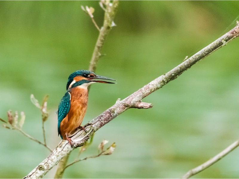 NA. DSC 9303 t1920 NA. DSC 9303 t1920