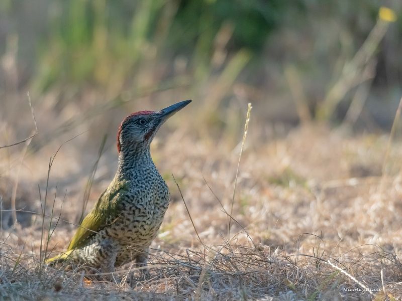 NA. DSC1811 fs NA. DSC1811 fs