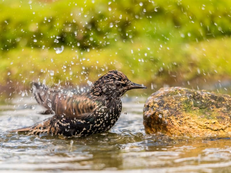 NA. Elle est pas chaude NA. Elle est pas chaude
