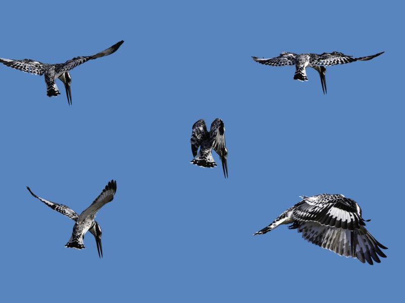 NA. Martin  pie NA. Martin  pie