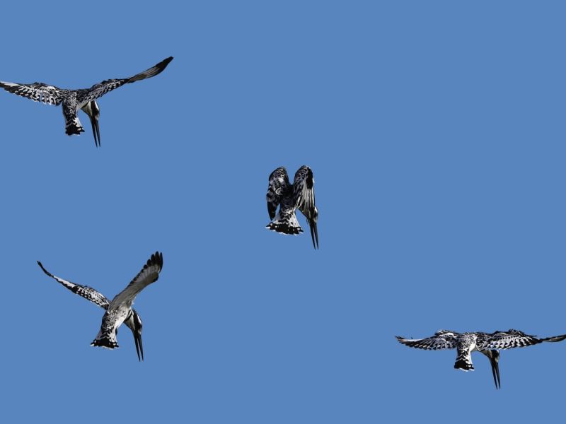 NA. Martin pie NA. Martin pie