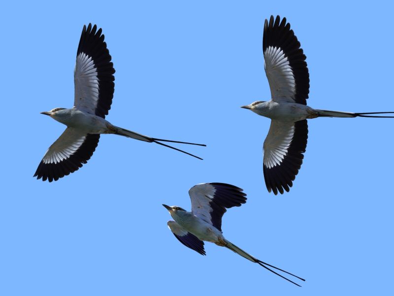 NA. ROLLIER 2 NA. ROLLIER 2