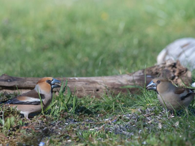 NA.DSC 6705 f NA.DSC 6705 f