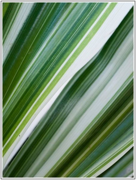 A001JPEG 5 A001JPEG 5