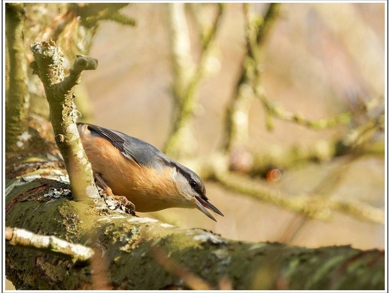 AMP DSC00558 AMP DSC00558