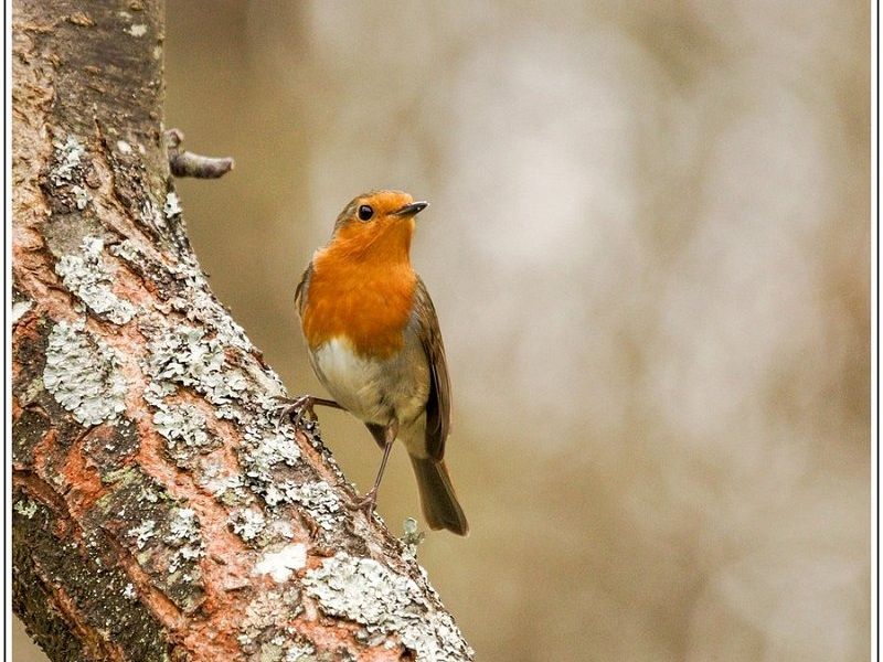 AMP DSC04521 AMP DSC04521