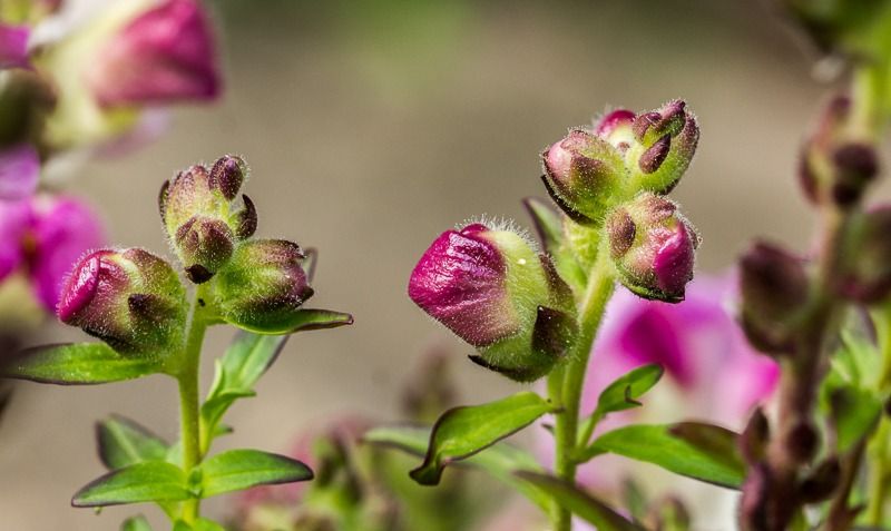 AMP DSC06887 2 AMP DSC06887 2