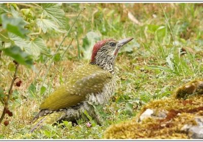 Oiseaux Euréliens