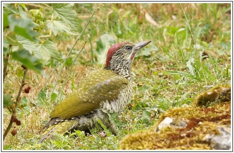 AMP DSC07507 AMP DSC07507