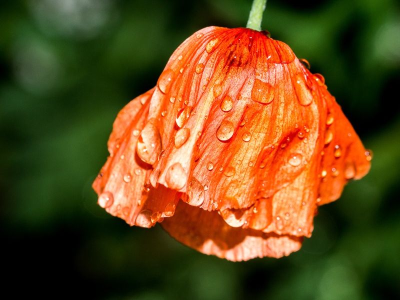 AMP DSC07656 2 AMP DSC07656 2