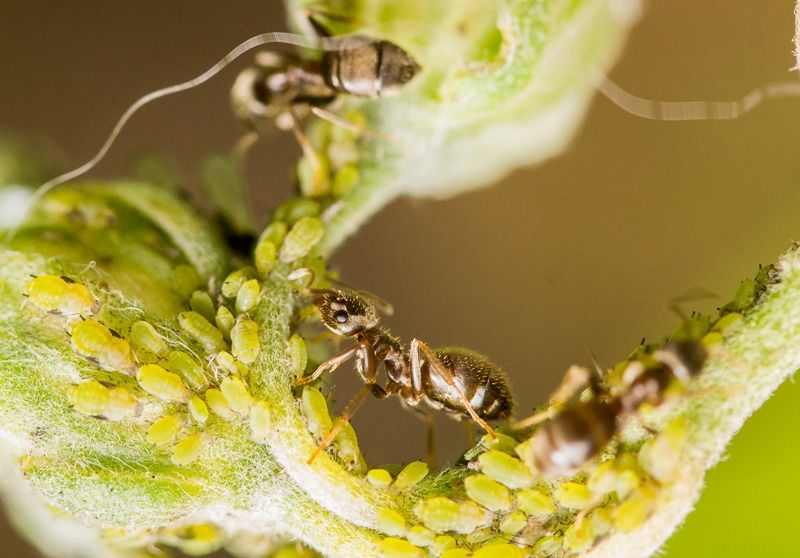 AMP DSC08024 2 AMP DSC08024 2