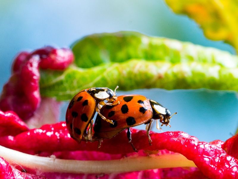 AMP DSC08195 2 AMP DSC08195 2