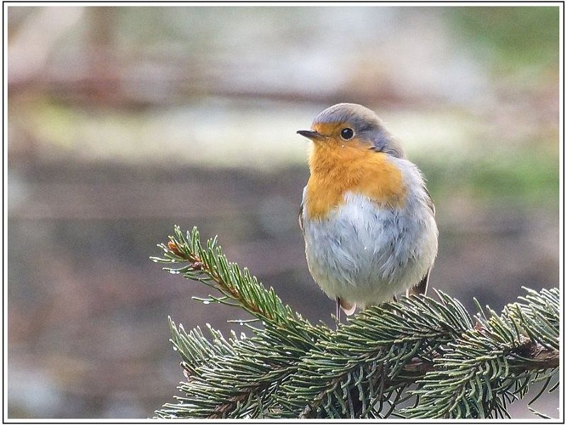 AMP DSC08958 AMP DSC08958